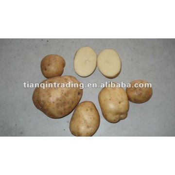 shandong fábrica de preços de batata fresca